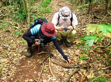 小富士下山途中でカタマイマイの殻に入ったムラサキオカヤドカリを発見