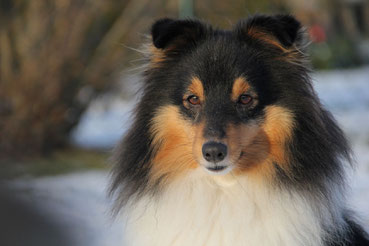 Baya - 3 Jahre u. 9 Monate alt