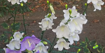 Schmale, länglichem hellgrüne Blütenknospen der weißen und lila Glockenblume. Bild K.D. Michaelis