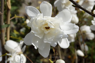Magnolia xloebneri Wildcat