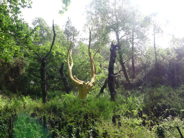 Mai 2018 - Forêt de Brocéliande et Dinan 