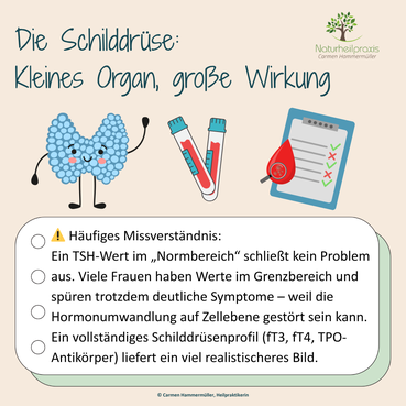 Die Schilddrüse: kleines Organ, große Wirkung