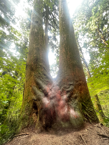 筑波山にて☆巨樹のすごいパワーを感じます✨