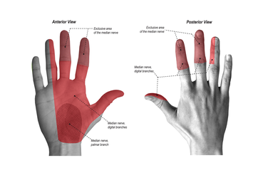 sensory function of the median nerve