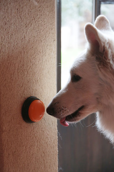 Lappe, chien d'assistance pour diabétique, appuyant sur un bouton d'alerte. Crédit : ACADIA