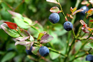 myrtille sauvage ardèche