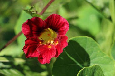 Kapuzinerkresse Tropaeolum majus L. Große Kapuzinerkresse Blattstielranker einjärig