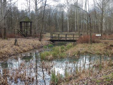 Biberfreianlage im Biosphärenreservat Mittlere Elbe in der Nähe von Dessau