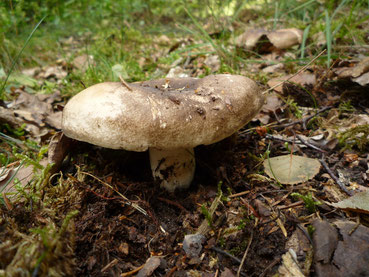 Der Dickblättriger Schwarztäubling ist in der Gegend ein sehr häufiger Pilz, auch essbar, jedoch nicht wohlschmeckend