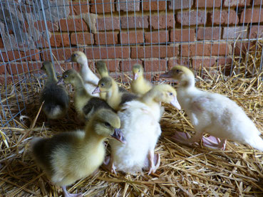 Gänse- und Entenküken im Stall drängen sich aneinander. Auf dem Ökohof Fläming halten wir alle Tiere in Freilandhaltung, sodass auch die Küken bald den ihnen zustehenden Auslauf erhalten, sodass sie allen ihren Bedürfnissen nachkommen können.