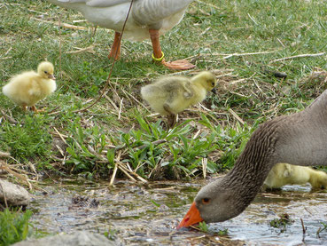 Die kleinen Gänseküken nehmen ein Bad am Wassertümpel und streifen durch das Gras auf der Suche nach kleinen Insekten, Körnern und anderem fressbaren. Es macht Spaß, ihnen bei der Erkundung ihrer Welt zuzusehen. Die großen Gänse bewachen sie unterdessen.