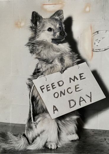 dog diet feeding German Spitz Keeshond Pomeranian