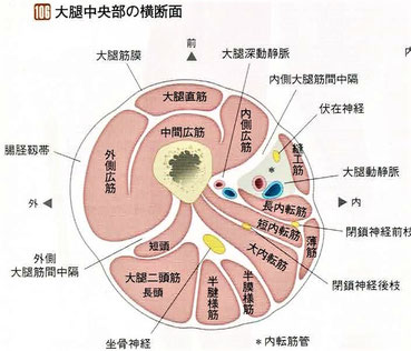 大腿中央部の断面図