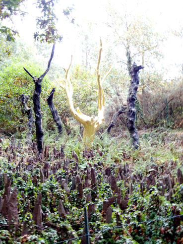 Goldener Baum, Bretagne