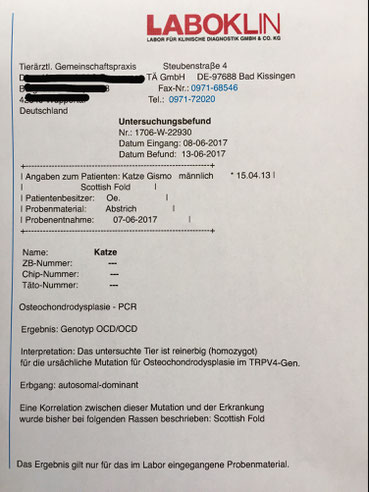Untersuchungsbefund einer Scottish Fold Katze in Bezug auf Osteochondrodysplasie