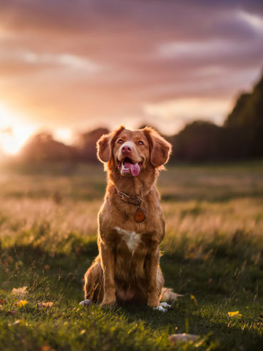 soutien soin énergétique à distance animaux de compagnie, chien, chat, oiseau, poisson, hamster, suisse, valais, vaud, neuchâtel, fribourg, suisse romande, énergie, opération, blessure, guérir, soigner, aider, soulager douleurs, stérilisation chatte