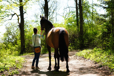 Nina Folle Pferd Carli Spaziergang Wald Tierkommunikation Tierfotografie Pferdetraining