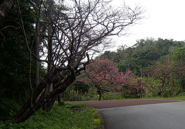 道路沿いに咲く桜