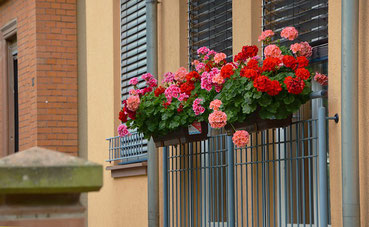 Machen sich auf jeden Balkon gut: Pelargonien (Foto: pixabay.com / condesign)