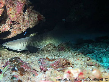 Dive In Scuba Aventure, Requin Triaenodon obesus Sharm el Sheikh Gordon reef 2021 12 31 