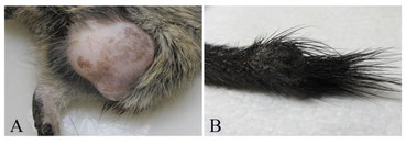 Published in Veterinary Sciences 2020  Spontaneous Tumors and Non-Neoplastic Proliferative Lesions in Pet Degus (Octodon degus)