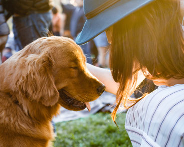 Cockerspaniel blinzelt