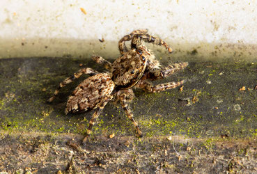 Spinne am Säger Sepp seinem Fenster