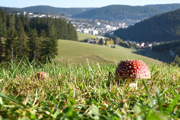 Fliegenpilz mit Furtwangen (Schwarzwald) im Hintergrund