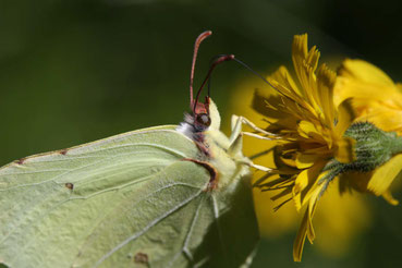 Ein Zitronenfalter sitzt auf einer gleben Blume. Nahaufnahme des Falters der auf einer gelben Blume sitzt.