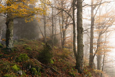 Bäume mit gefärbtem Laub, die im Hintergrund schon vom mogentlichen Nebel verhüllt werden. 