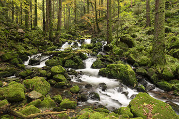 Die Teichbachschlucht bei Gütenbach im Herbst
