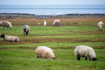 Schafe und ein Silberreiher stehen auf einer Grasfläche. Im Hintergrund sieht man das Wattenmeer an der Nordseeküste.