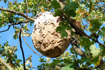 Sekundärnest in einer Baumkrone Foto: CC Licence © Thomas Beissel (Ausschnitt)