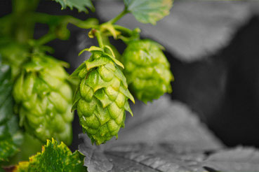 Cônes de houblons. Arômes de la bière artisanale.