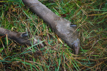 blessure à la patte (cerf)