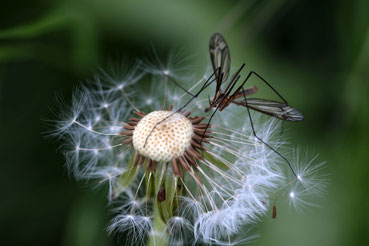 Foto: Conny Müller