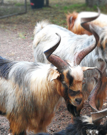 Ziegenbock braun, weiß, schwarzes Fell mit hochstehenden geschwungenen Hörnern