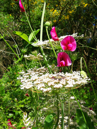 weiße Blütendolde der Wilden Möhre und pinkfarbene schmetterlingsförmige Blüten der Platterbse 