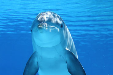 Foto von einem Delfin in blauem Wasser, der freundlich in die Kamera guckt. 