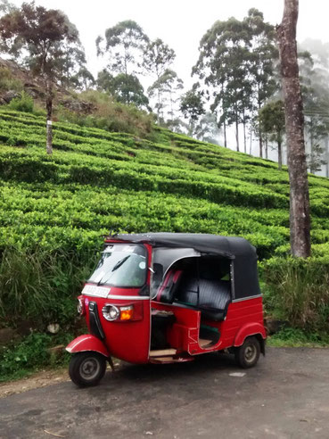 Tuktuk en thee velden in Nuwara Eliya Sri Lanka