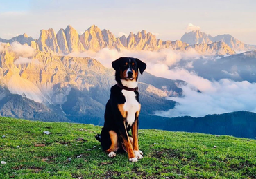 Appenzeller Sennenhund in den Alpen