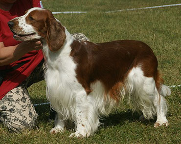 Welsh Springer Spaniel