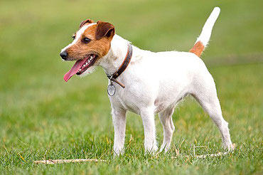  Parson Russell Terrier