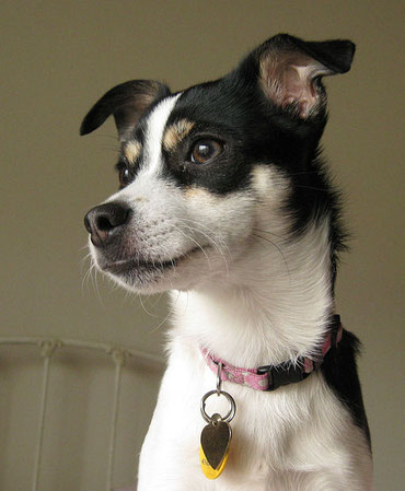 Rat Terrier