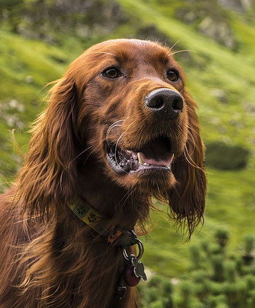 Irish Setter