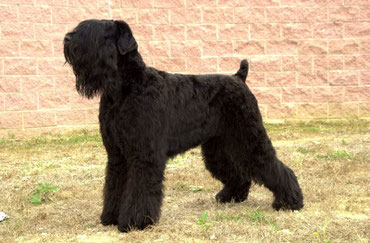 Russischer Schwarzer Terrier