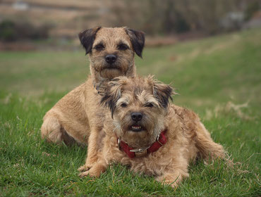 Zwei Border Terrier liegen auf grünem Rasen