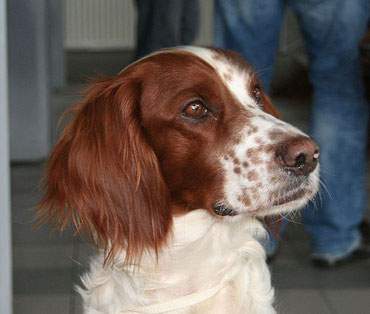 Irish Red and White Setter