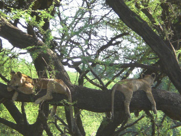 Lions in the tree in Serengeti