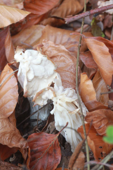 Herbst-Lorcheln am Wegrand